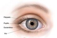 Iris: Tejido de color en el frente del ojo que contiene la pupila en su centro. El iris ayuda a controlar el tamaño de la pupila para permitir la entrada de más o menos luz en el ojo. https://www.cancer.gov/espanol/publicaciones/diccionarios/diccionario-cancer/def/iris